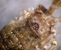 Oligolophus hanseni