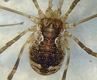 Oligolophus hanseni