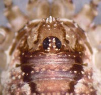 Oligolophus hanseni