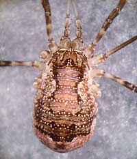 Oligolophus hanseni