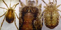 Oligolophus hanseni