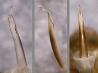 Oligolophus hanseni