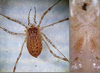Oligolophus tridens