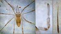 Oligolophus tridens