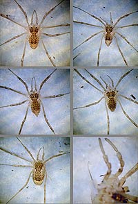 Oligolophus tridens