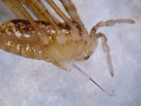 Oligolophus tridens