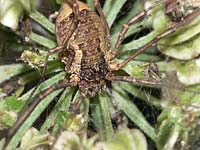 Oligolophus tridens