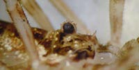 Oligolophus tridens