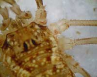 Oligolophus tridens