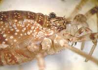 Oligolophus tridens