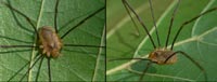 anklicken zum vergrössern (click to enlarge)