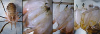 Opilio canestrinii