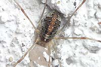 Opilio canestrinii