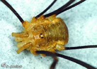 Opilio canestrinii