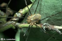 Opilio canestrinii