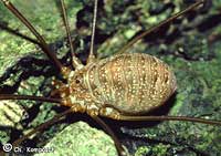 Opilio dinaricus