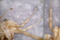 Opilio parietinus