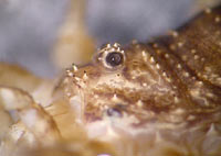 Opilio parietinus