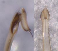 Opilio parietinus