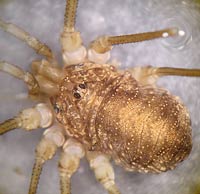 Opilio parietinus