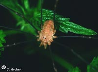 Opilio ruzickai