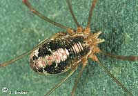 Opilio ruzickai