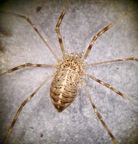 Opilio saxatilis