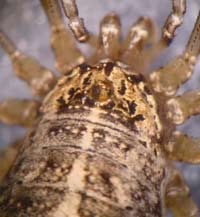 Opilio saxatilis