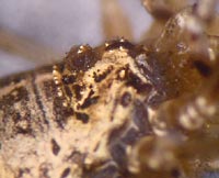 Opilio saxatilis