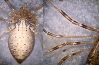Opilio saxatilis