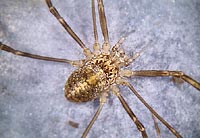 Opilio saxatilis