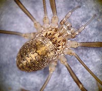 Opilio saxatilis