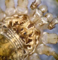 Opilio saxatilis