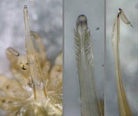 Opilio saxatilis