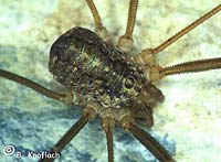 Opilio saxatilis
