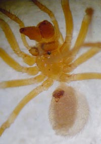 Oreonetides quadridentatus