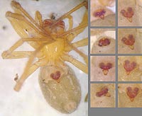 Oreonetides quadridentatus