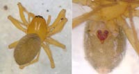 Oreonetides quadridentatus