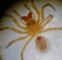 Oreonetides quadridentatus