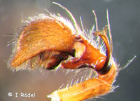 Oxyopes heterophthalmus