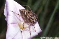 Oxyopes heterophthalmus