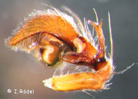 Oxyopes heterophthalmus