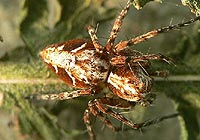 anklicken zum vergrössern (click to enlarge)