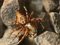 anklicken zum vergrössern (click to enlarge)