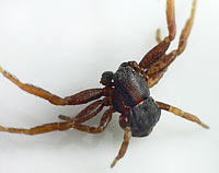 Ozyptila atomaria