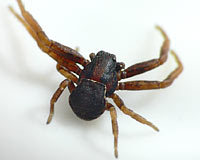 Fotogalerie Arachnida