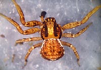 Ozyptila atomaria