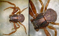 Ozyptila atomaria