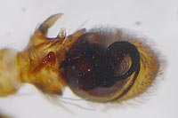 Ozyptila atomaria