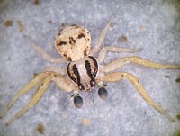 Ozyptila atomaria